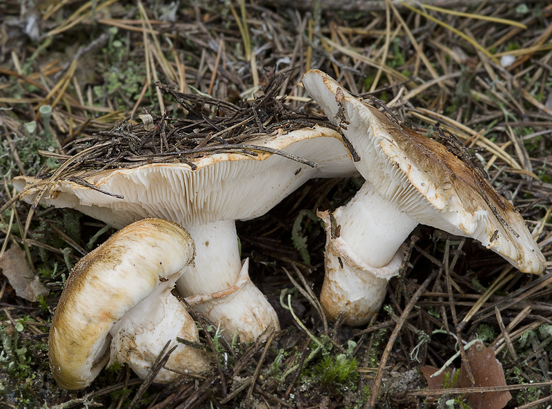 Tricholoma focale